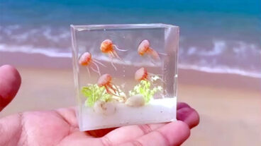 Jelly Fish Tanks: A Touch Of Elegance to Any Place